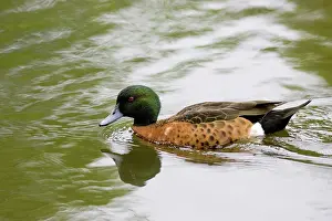 Castanea: Chestnut teal