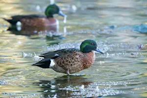 Castanea: Chestnut Teal drake