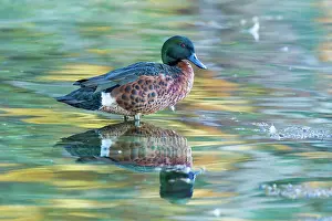Castanea: Chestnut Teal Drake