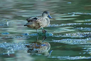 Castanea: Chestnut Teal hen