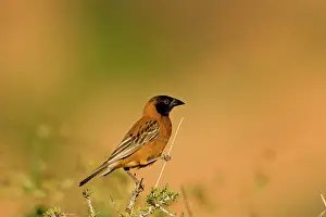 Ocularis: Chestnut Weaver - Male in breeding plumage