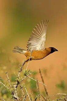 Ocularis: Chestnut Weaver - Male in breeding plumage, taking flight