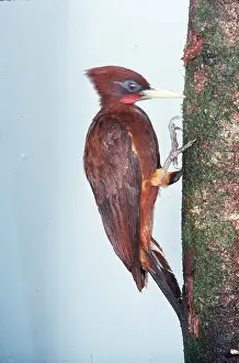 Chestnut: CHESTNUT WOODPECKER - on tree trunk