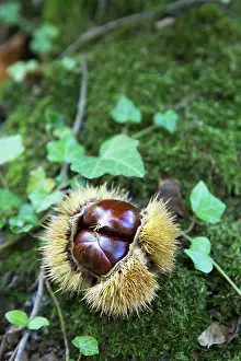Thorns: Chestnuts (Castanea sativa) in their husk, Les Vans