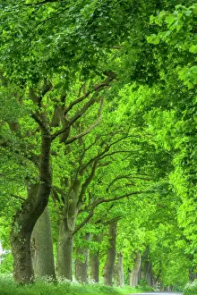 Chestnuts: Chestnuts and lime trees in an avenue on the island