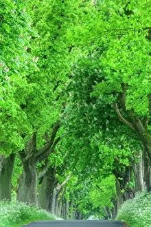 Chestnuts: Chestnuts and lime trees in an avenue on the island