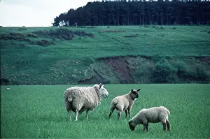 Lambs: CHEVIOT SHEEP - Ewe and two crossbred lambs grazing