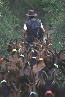 Shepherdess: Chevrier followed by his herd of goats France