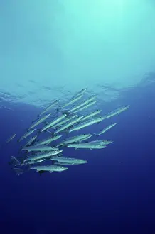Auscape International: Chevron barracuda - school