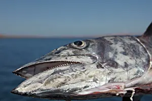 Chevron: Chevron / blackfin Barracuda