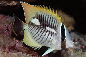 Butterflyfish: Chevron butterflyfish (Chaetodon trifascialis) at
