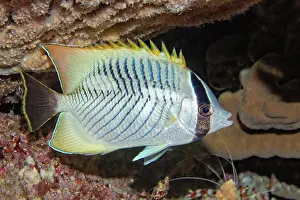 Butterflyfish: Chevron butterflyfish (Chaetodon trifascialis) at