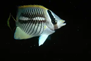 Chaetodon: Chevroned Butterflyfish