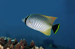Butterflyfish: Chevroned Butterflyfish
