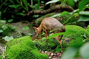 Chevrotains: Chevrotain / Lesser Mouse Deer