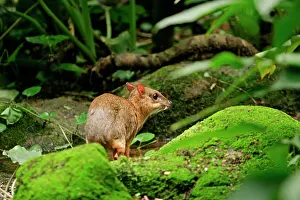 Chevrotains: Chevrotain / Lesser Mouse Deer