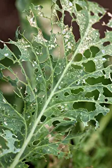 Looper: Chewed Cabbage Leaf