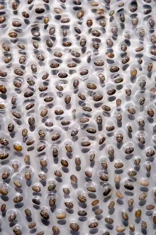Hispanica: Chia