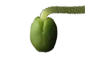 Hispanica: Chia