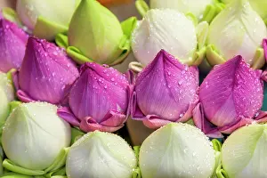 Haseltine: Chiang Mai, Thailand. Purple and white lotus flowers