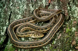 Chicago: Chicago Gartersnake