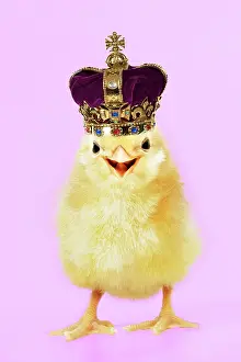 Royal: Chick - Coronation Chicken wearing crown, smilin