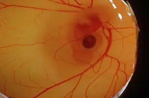 Yolk: Chick Embryo After 6 Days