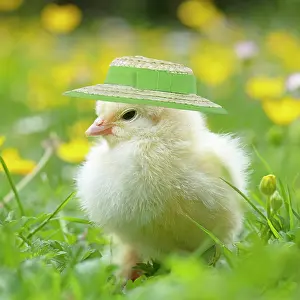 Bonnets: Chick, in grass with buttercups and daisies wearing Easter b