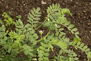 Warmer: Chick pea in flower - Widespread crop in warmer