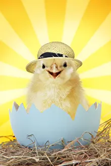 161118: Chick wearing straw hat emerging from egg shell