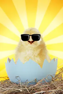 161118: Chick wearing sun glasses emerging from egg shell