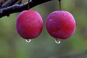 Plum: Chickasaw Plum fruits