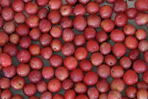 Picked: Chickasaw Plum fruits