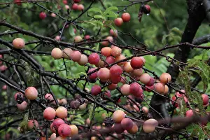 Plum: Chickasaw Plum thicket