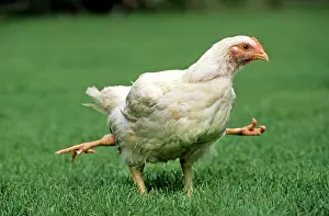 Mutations: Chicken - 4 legged chicken running through grass