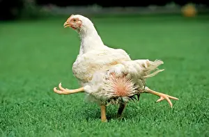 Mutations: Chicken - 4 legged chicken running through grass