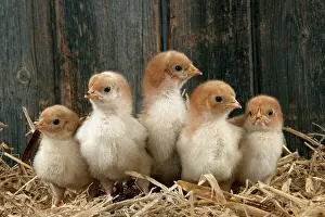 Fowls: CHICKEN