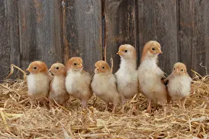 Fowls: CHICKEN