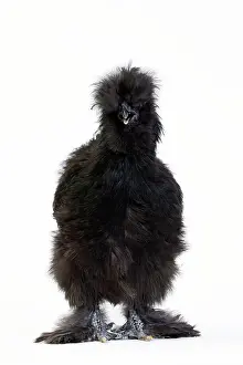 Silkie: Chicken