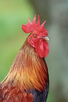 Comb: Chicken