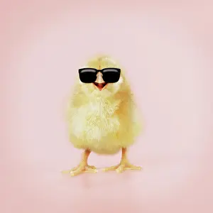 Sunglasses: Chicken