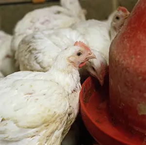 Meat: Chicken