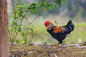 Assam: Chicken
