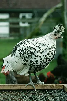 Appenzeller: CHICKEN - Appenzeller Spitzhauben Fowl