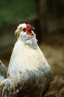 Bantam: Chicken - Aracana Bantam Fowl, Male