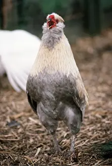 Bantam: Chicken - Aracana Bantam Fowl - Male