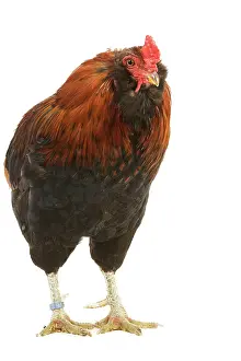 Araucana: Chicken - Araucana / South American Rumpless - in studio