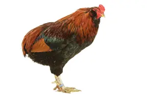 Araucana: Chicken - Araucana / South American Rumpless - in studio