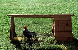Ardea London: CHICKEN - BANTAM COCK IN HUTCH