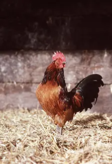 Bantam: CHICKEN - Bantam (Cross) Chicken Fowl